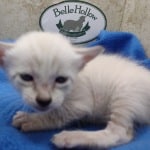 snow savannah Male kitten