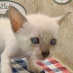 F-6SBT snow savannah Male kitten