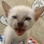 F-6SBT snow savannah Male kitten