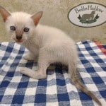 F-6SBT snow savannah Male kitten