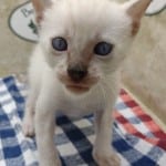 F-6SBT snow savannah Male kitten