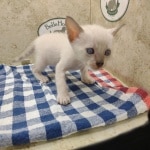 F-6SBT snow savannah Male kitten