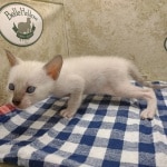 F-6SBT snow savannah Male kitten