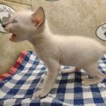 F-6SBT snow savannah Male kitten