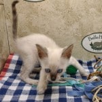 F-6SBT Snow Male savannah