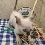 F-6SBT Snow Male savannah