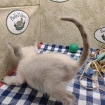 F-6SBT Snow Male savannah