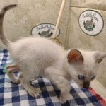 F-6SBT Snow Male savannah