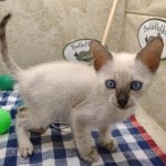 F-6SBT Snow Male savannah