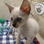 F-6SBT Snow Male savannah