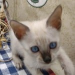 F-6SBT Snow Male savannah