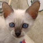 F-6SBT Snow Male savannah