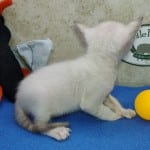 F-6SBT snow savannah Male kitten