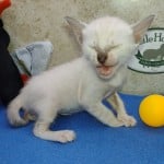 F-6SBT snow savannah Male kitten