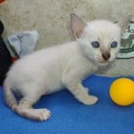 F-6SBT snow savannah Male kitten