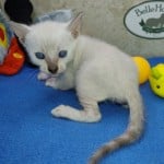 F-6SBT snow savannah Male kitten