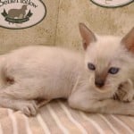F-6SBT snow savannah Male kitten
