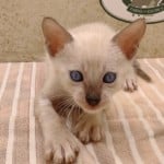 F-6SBT snow savannah Male kitten