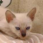F-6SBT snow savannah Male kitten