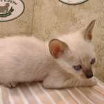 F-6SBT snow savannah Male kitten
