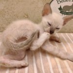 F-6SBT snow savannah Male kitten