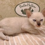 F-6SBT snow savannah Male kitten