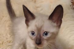 Savannah F-6SBT Snow Male #4 DOB 5-3-21