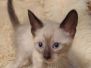 Savannah F-6SBT Snow Male #4 DOB 5-3-21
