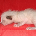 Savannah male kitten snow DOB 5-3-21