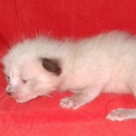Savannah male kitten snow DOB 5-3-21