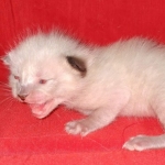 Savannah male kitten snow DOB 5-3-21
