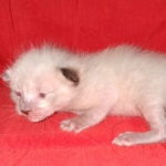 Savannah male kitten snow DOB 5-3-21