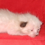 Savannah male kitten snow DOB 5-3-21