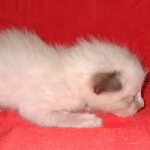 Savannah male kitten snow DOB 5-3-21