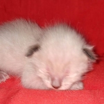 Savannah male kitten snow DOB 5-3-21