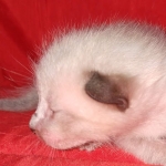 Savannah male kitten snow DOB 5-3-21