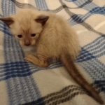 Savannah male kitten snow DOB 5-3-21