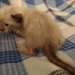 Savannah male kitten snow DOB 5-3-21