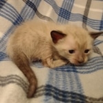 Savannah male kitten snow DOB 5-3-21