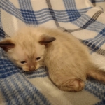 Savannah male kitten snow DOB 5-3-21