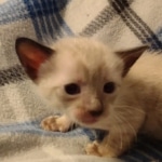 Savannah male kitten snow DOB 5-3-21