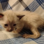 Savannah male kitten snow DOB 5-3-21