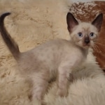 Savannah male kitten snow DOB 5-3-21