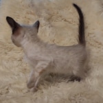 Savannah male kitten snow DOB 5-3-21