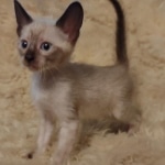 Savannah male kitten snow DOB 5-3-21