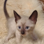 Savannah male kitten snow DOB 5-3-21