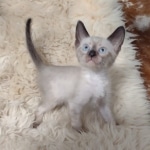 Savannah male kitten snow DOB 5-3-21