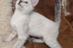 Veda Savannah F-6SBT Snow Male #4 DOB 7-1-23