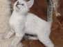 Veda Savannah F-6SBT Snow Male #4 DOB 7-1-23