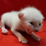 Savannah Snow male F-6SBT